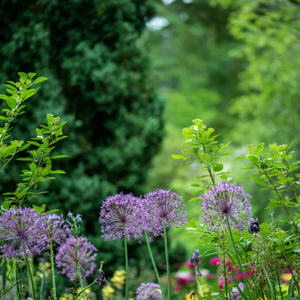 Garden Clearances Wells, Somerset